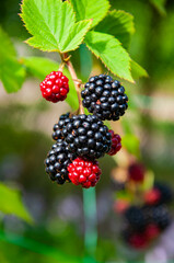Branch of ripe blackberry on a bush in a garden. Fresh blackberries. Ripe organic blackberry. Fresh red ripe blackberries. Organic berry harvest. Vitamin horticultural garden. Blackberry berry
