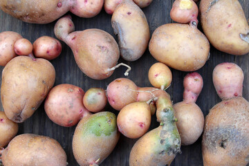 Funny shape of harvested potatoes