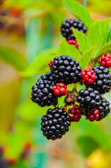 Branch of ripe blackberry on a bush in a garden. Fresh blackberries. Ripe organic blackberry. Fresh red ripe blackberries. Organic berry harvest. Vitamin greenhouse garden. Blackberry berry
