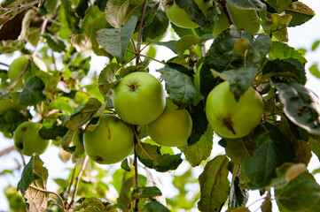 Harvest in autumn orchard. Apple tree. Orchard with ripe apple on branches. Apple trees full of fruit. Apple orchard in morning. Autumn fruit farming. Health and diet. Summer harvest. Detox