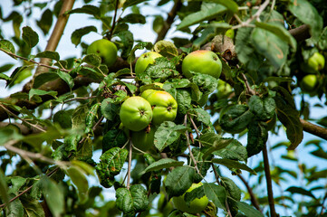 Summer harvest. Harvest in autumn orchard. Apple tree. Orchard with ripe apple on branches. Apple trees full of fruit. Apple orchard in morning. Autumn fruit farming. Health and diet. Organic food