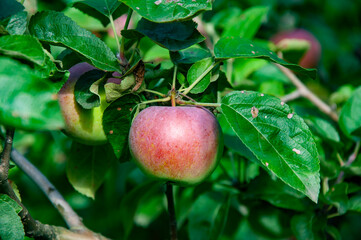 Apple tree. Orchard with ripe apple on branches. Apple trees full of fruit. Apple orchard in morning. Autumn fruit farming. Health and diet. Summer harvest. Harvest in autumn orchard