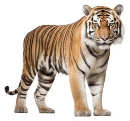 Naklejka premium PNG Bengal tiger wildlife animal mammal.