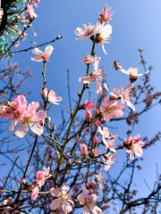 Pink cherry blossom against a blue sky, blossom in spring. 