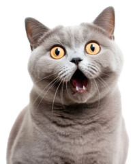 PNG Mouth cat animal mammal.