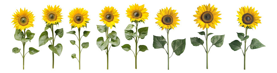 Fototapeta premium Set of Sunflowers isolated on white with clipping path, PNG collection, PNG image, PNG files, Generative art.