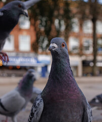 pigeon in the city