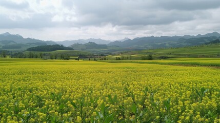 Lush Canola Flower Fields in Yunnan Province Scenic Countryside Landscape