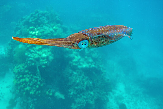 Closeup of Squid off coast of Big Island Hawaii