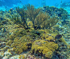 Obraz premium Caribbean coral garden