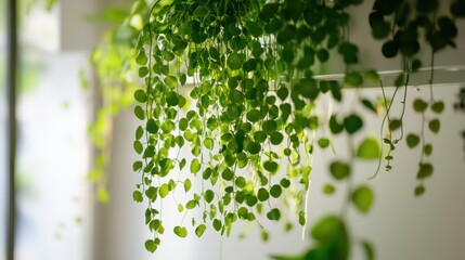 Hanging Green Plant with a Soft Blurred Background