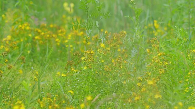 Hypericum Flowers Or Hypericum Perforatum Or St John S Wort, On Meadow. It S Antidepressant. Gimbal Stabilize.