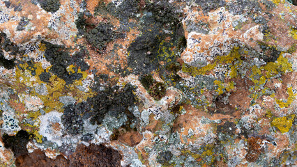 Rock with different lichens and holes
