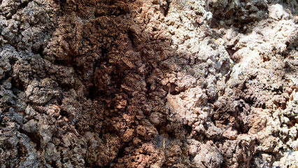 Detail of a photograph of the wood of an old tree trunk.