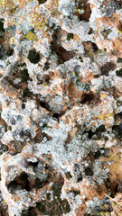 Rock with different lichens and holes
