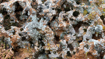 Rock with different lichens and holes