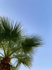 Tropical background with palms and blue sky. Green Palms leaves on blue background. Vertical summer backdrop with copy space