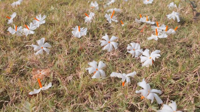 Bright beautiful morning with fallen white night blooming jasmine flowers in the grass