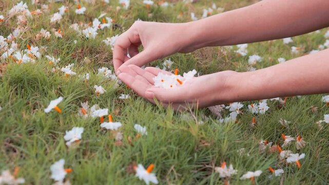 Woman picking up the fresh flower from the field. White orange delicate, aromatic night blooming jasmine/parijat/shiuli/ harshringar flower.