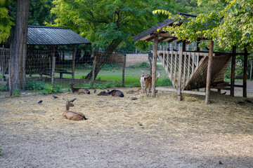 Margaret island park and zoo in Budapest
