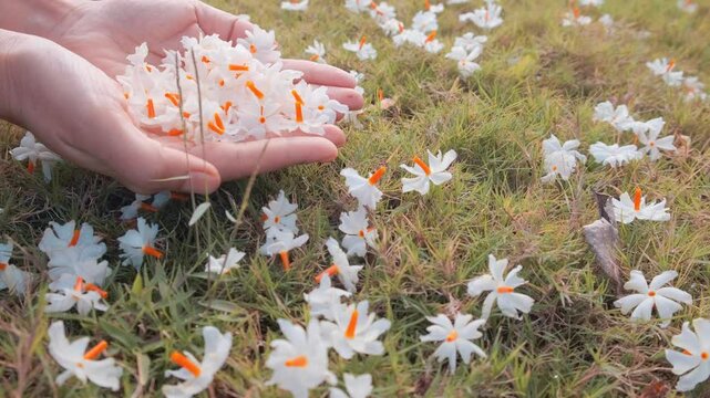 Woman holding handful of night blooming jasmine, parijat or harshringar flower. Beautiful early morning in the garden with fresh fallen flowers in the grass. Autumn Season in India.