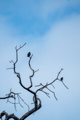 tree branches against blue sky with birds of prey