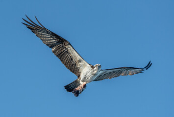 osprey in flight with fish