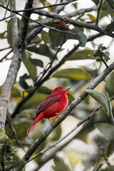 red bird on branch Costa Rica