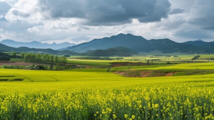 Stunning Canola Flower Fields in Yunnan Luoping with Majestic Mountains and Dramatic Cloudy Sky