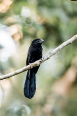 Groove-billed Ani bird in nature branch