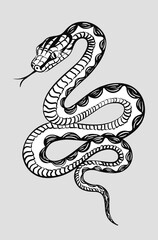 Hand drawn illustration of a editable white coiled snake isolated on grey background. Poster with sketch of venomous reptile as a decorative element for t-shirt design, tattoo idea, print. 
