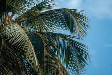 palm tree tropical background green and blue