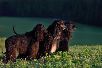Three black Afghan Hound dogs