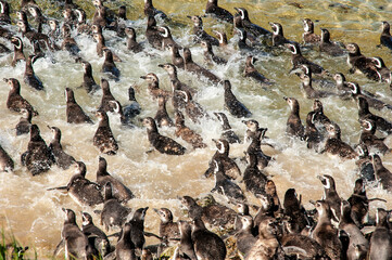 Magellanic penguin the Falkland Islands