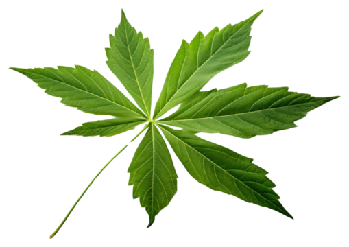 PNG Aralia leaf plant tree.