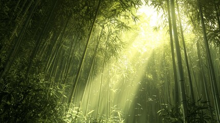 Fototapeta premium Sunbeams Through Lush Green Bamboo Forest