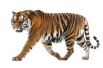 Stunning tiger with a vivid and detailed depiction of its majestic features isolated on transparent background