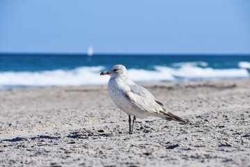 seagull on the beach