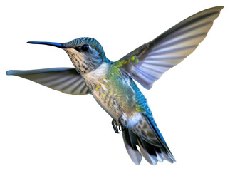 Obraz premium PNG Hummingbird hummingbird hovering animal.