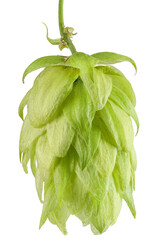 Hop cone isolated on white background. Beer brewing ingredients