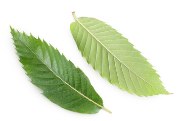 Leaves of sweet chestnut tree isolated on white background. Top view. Flat lay