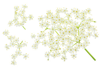 Elderberry flower or Sambucus nigra isolated on a white background.