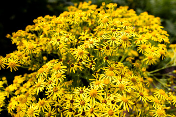 A bushel of flowers in the alpine