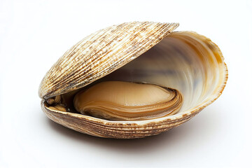 an open clam on a white background close-up