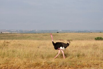 Male ostrich walking in half dead grass, in Kenya Nairobi