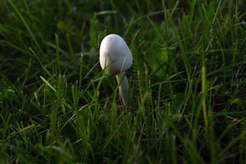 Poisonous mushrooms. Toadstool in the green grass.