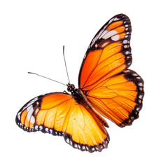 Obraz premium Butterfly. Isolated on transparent background.