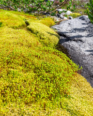 Micro-climate causes greenery around stream