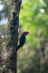 woodpecker bird in the tropical forest 