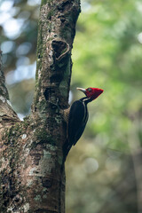 woodpecker bird in the tropical forest 
